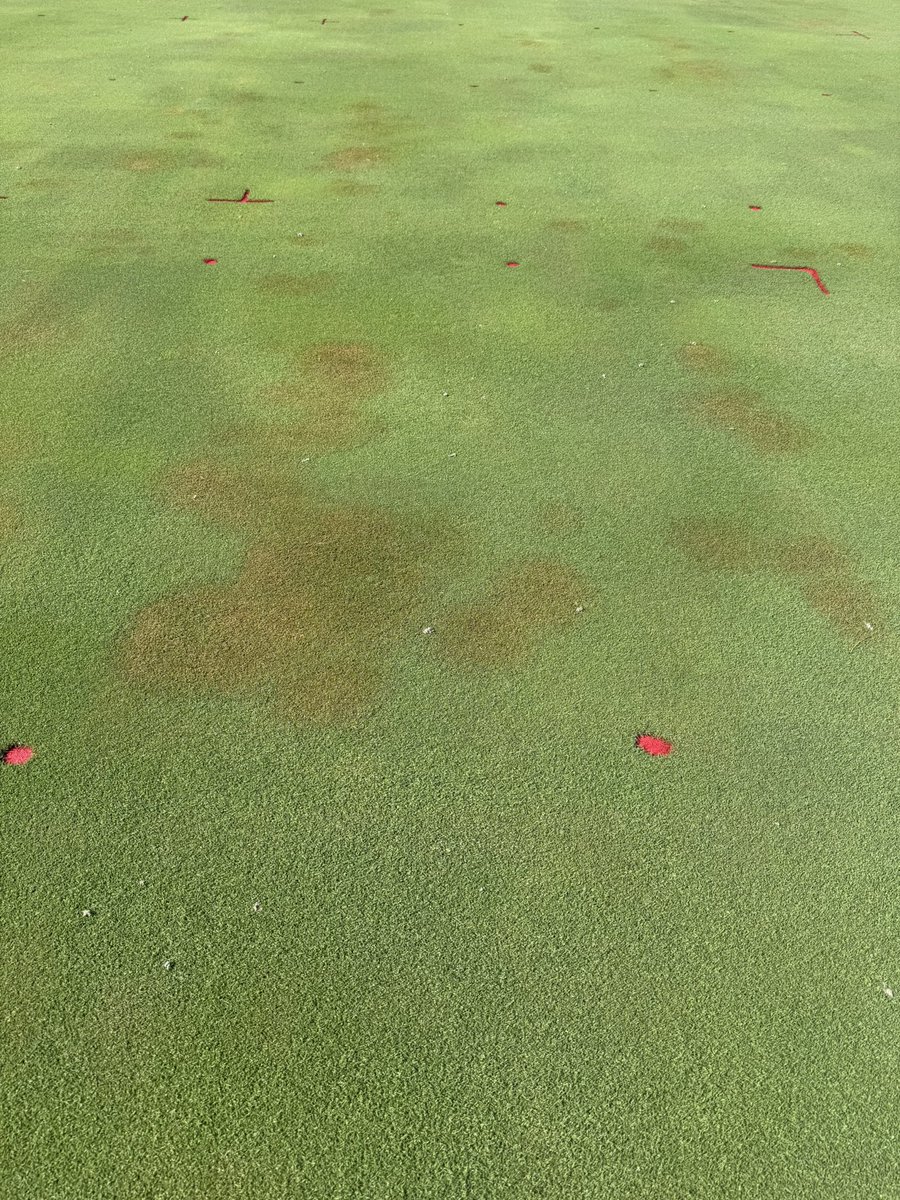 Brown patch showing off over the past few weeks on cool-season grasses.