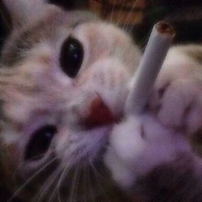 Shoota (@shootacat) on Twitter photo 