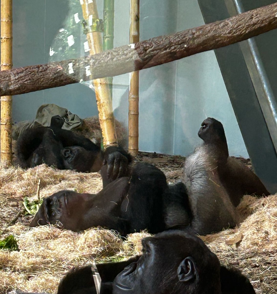 RayYanek's tweet image. Went to Lincoln Park Zoo @lpzoo.org. Gorillas were chillin'... :) 

  #writers #horror #writingcommunity #writersky #animals