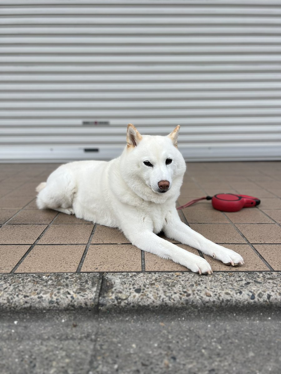 ちょびです。 原付ZX仕様