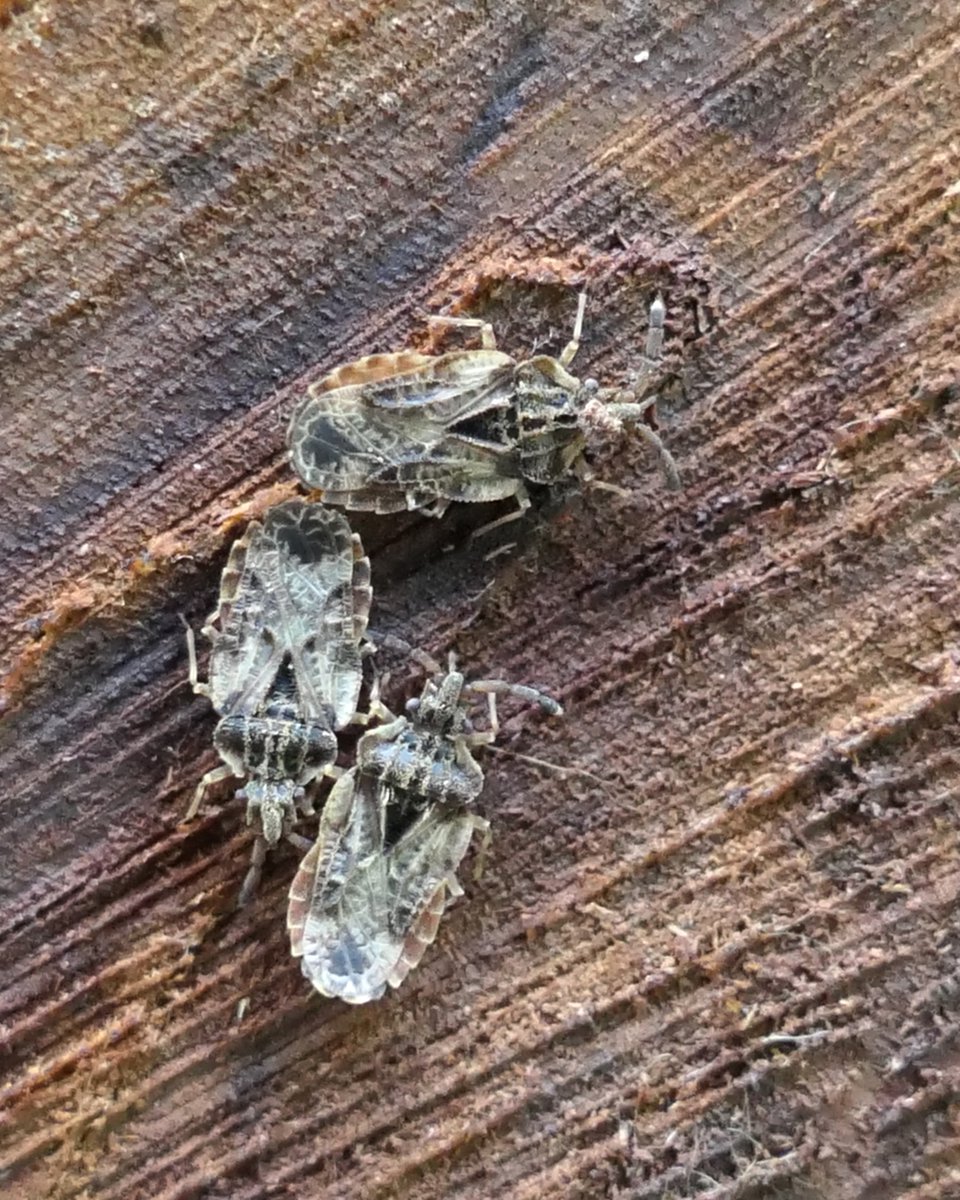 thremnir's tweet photo. #AndThenThereWereThree :D Aradus depressus flatbugs at #Bunakippaun Wood this evening:- https://t.co/BAZk9ouBxi