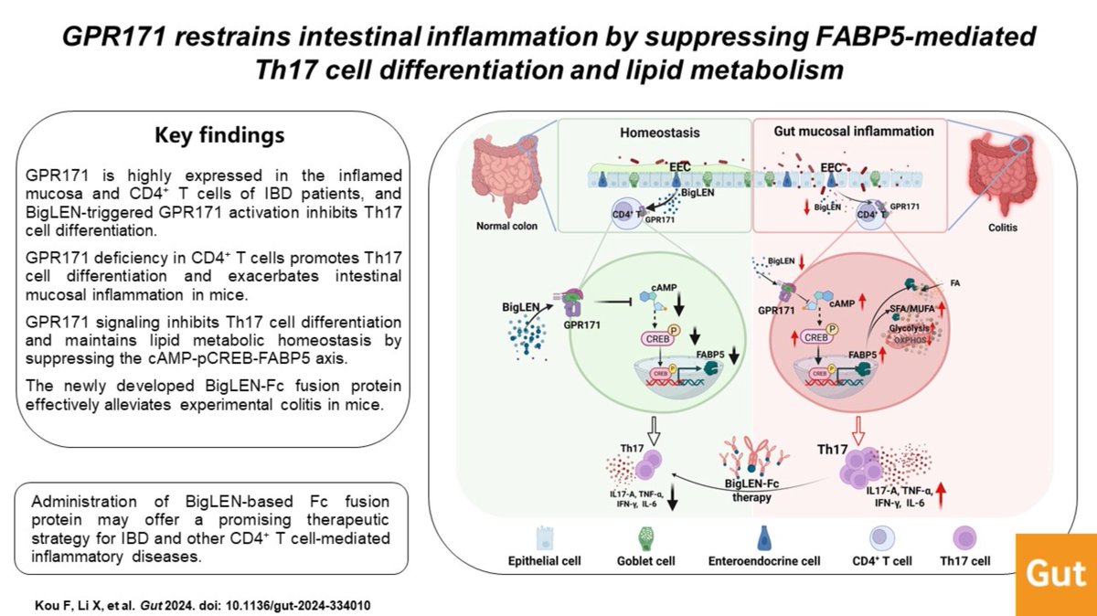 Gut_BMJ's tweet photo. #GUTAbstract by Kou et al on the paper entitled
"GPR171 restrains intestinal inflammation by suppressing FABP5-mediated Th17 cell differentiation and lipid metabolism" via https://t.co/Wbk1ZxJERr
Paper via https://t.co/Uvw5RGAFlp
#IntestinalInflammation https://t.co/FEWKbu2dIh