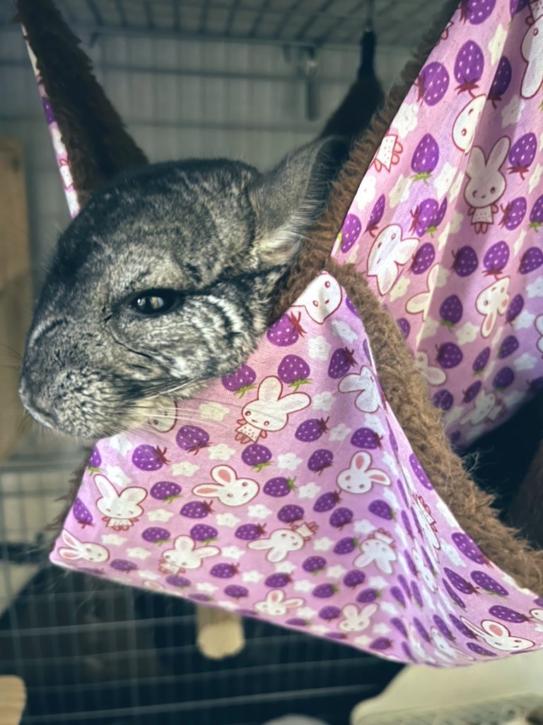 おはちらー🐭

チンチラふわふわ金曜日☀️
今日1日頑張れば明日は休み〜！！
バテ気味なじゃむですが、
みんな暑さ対策気を付けてゆるファイで行きましょ〜└( 'ω')┘