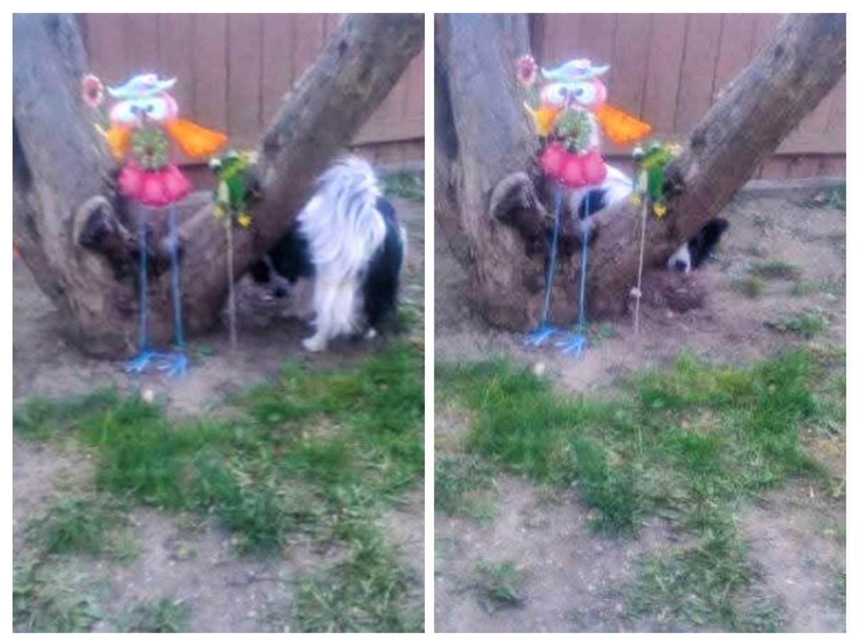 #ThrowbackThursday To the day I tried hard to hide from too many picture takings 🫣📸🫤🐾