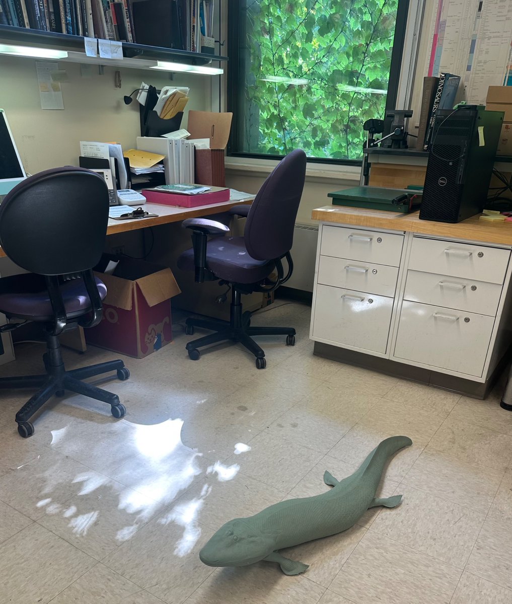 NeilShubin's tweet image. Tiktaalik is walking in the lab! Tyler Kellior dropped by with a draft of the latest reconstruction of the beast.
