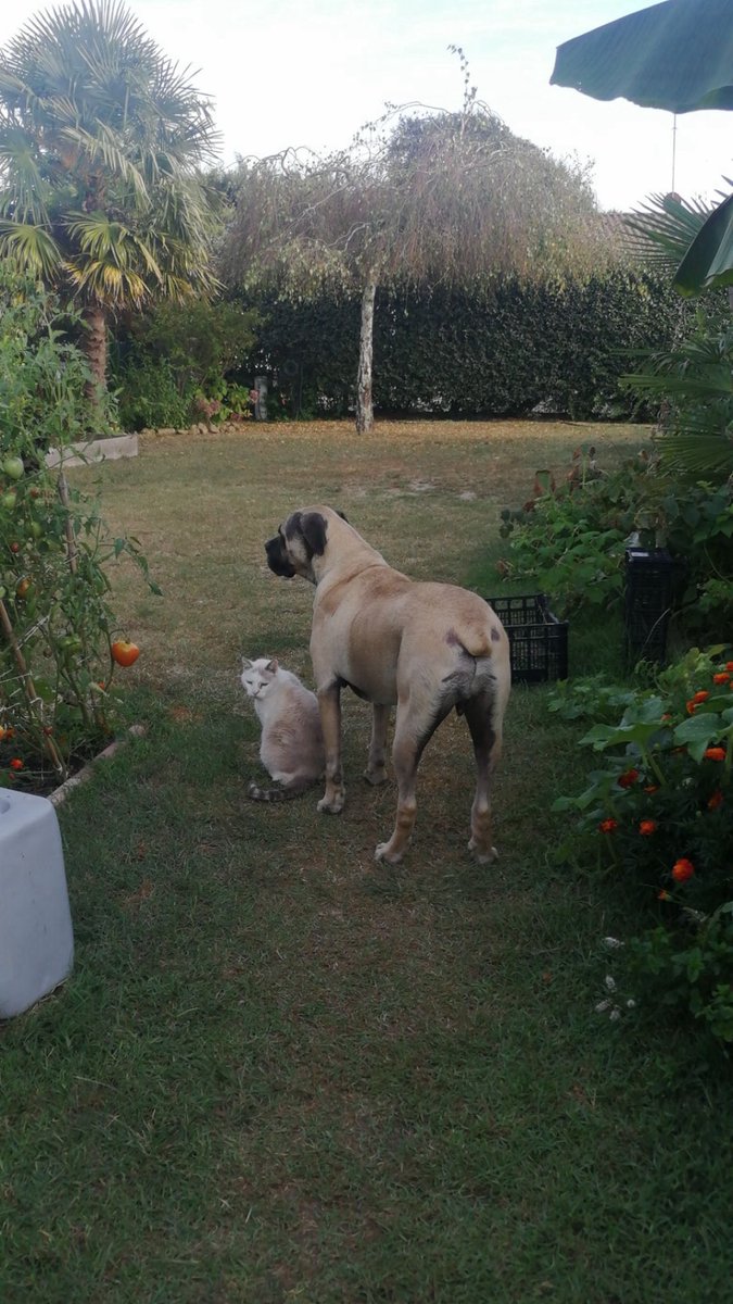 How To Destroy Angels tweet media