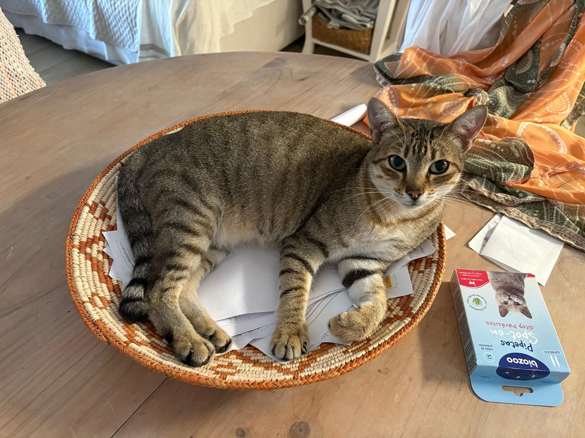 muchomimir's tweet image. Adivinad qué orejuda volvió a pasarse por casa dos años más tarde y se autoadoptó (la otra murió atropellada 😔).