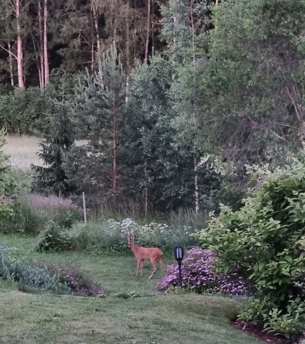 Alapihalla metsäkauris kävi moikkaamassa 👍🏻