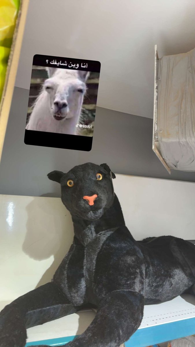 مشبه يالغالي ؟