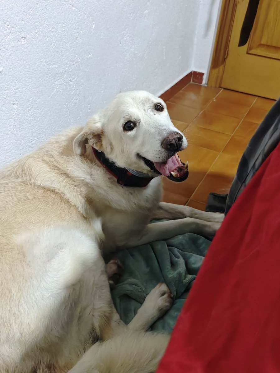 Después de casi 7 meses con nosotros... Odín ha decidido que hoy es el día de dormir en nuestra habitación por primera vez.

Esto es fruto del amor incondicional.

Nada tiene que ver el aire acondicionado portátil que instaló mi padre ayer...