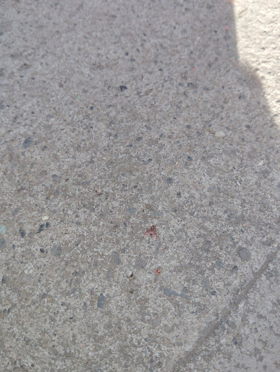 joserf1209's tweet photo. @sagchile hola buenas tardes quería hacer una consulta que mosca será esta ya que nunca la había visto en Renca pasan colocando siempre estás bolsitas de papel personal sag y ahora está llena la bolsa de unas moscas café y chicas https://t.co/qFor3aFsC1