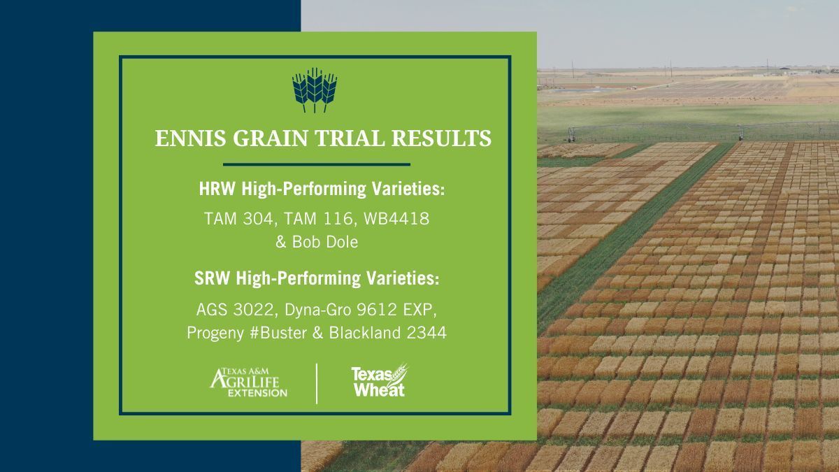 The 2025 Ennis variety trial evaluated 30 HRW and 36 SRW varieties. Learn more about the trial, top-performing varieties and production rates here: buff.ly/Yl2k3OM.