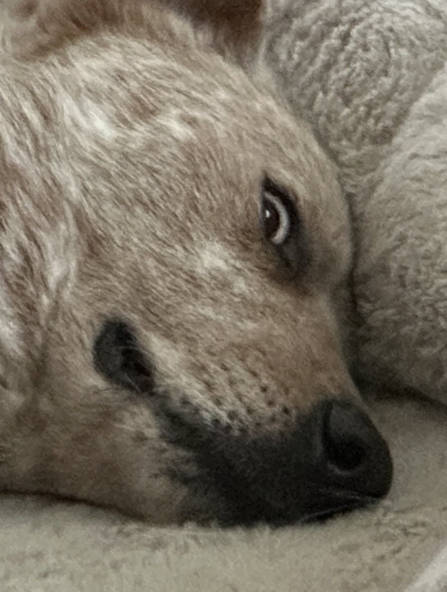 Your chances of being killed by a heeler are low…

…but never zero