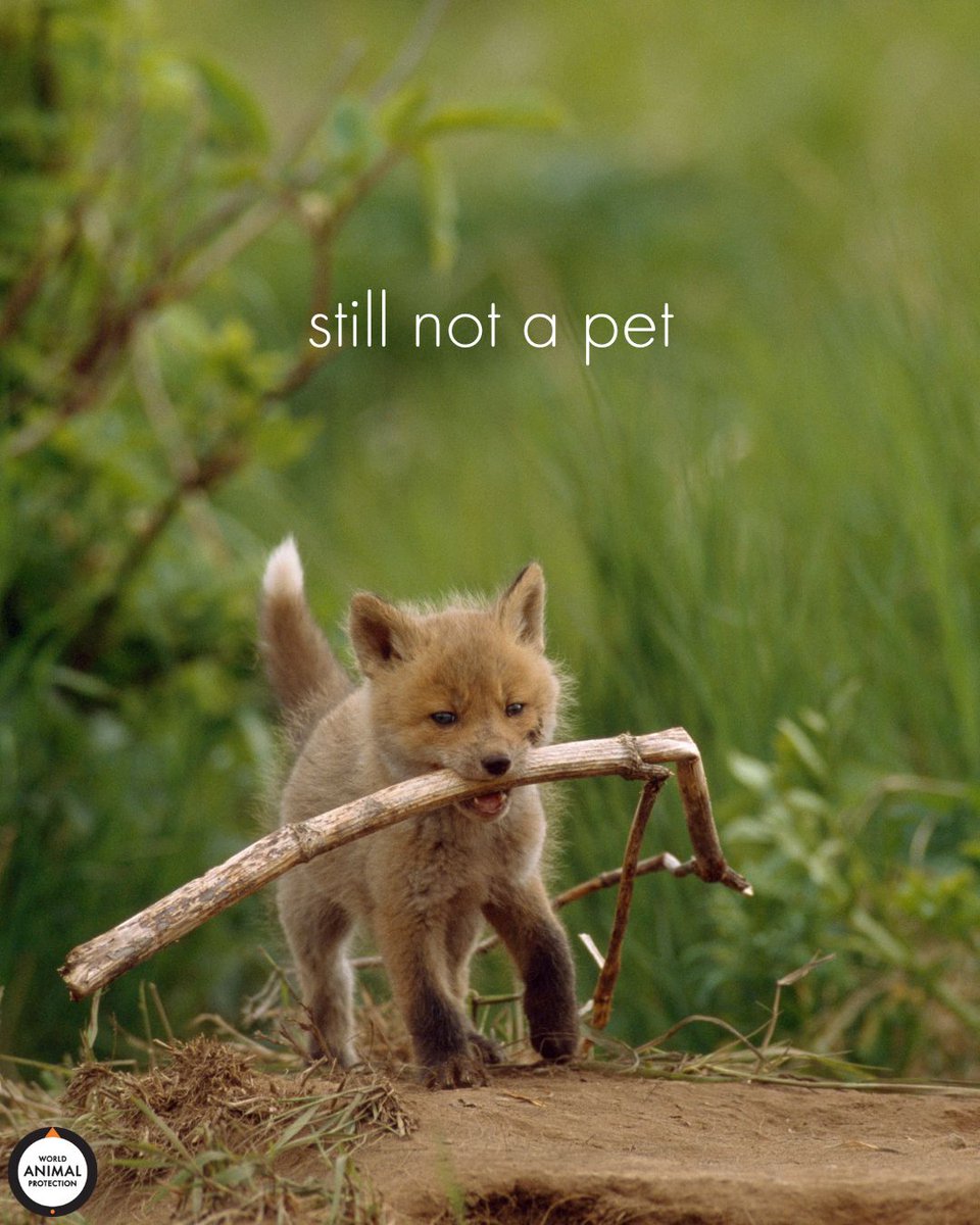 No matter how cute, playful, and smol, wild animals are not pets. 🫶🏼