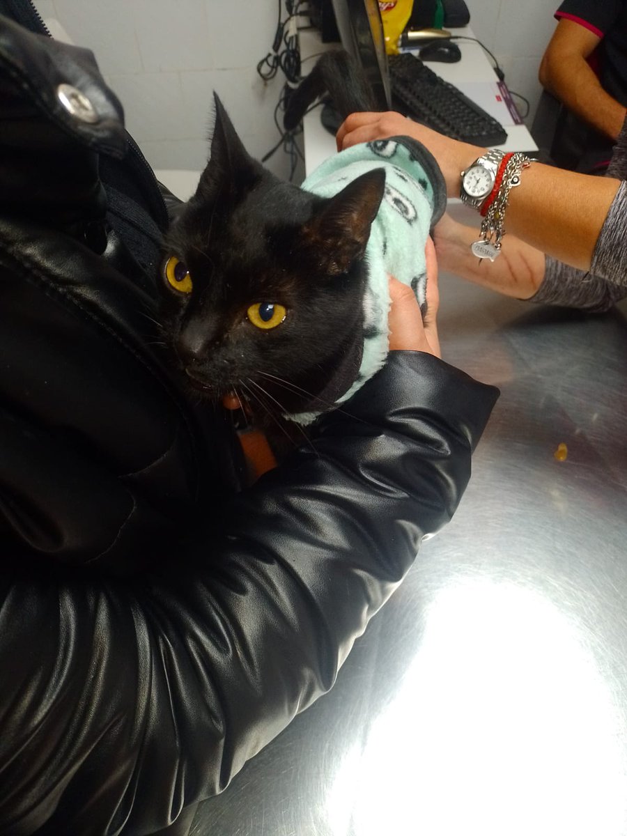 Mili está un poquito mejor, ella tiene gripe felina y necesita hacer tratamiento ambulatorio! Tengo que hacerle vapor se ahoga,le cuesta mucho respirar! 
Estoy rogando que los otros no se contagien lamentablemente es contagiosa está enfermedad.