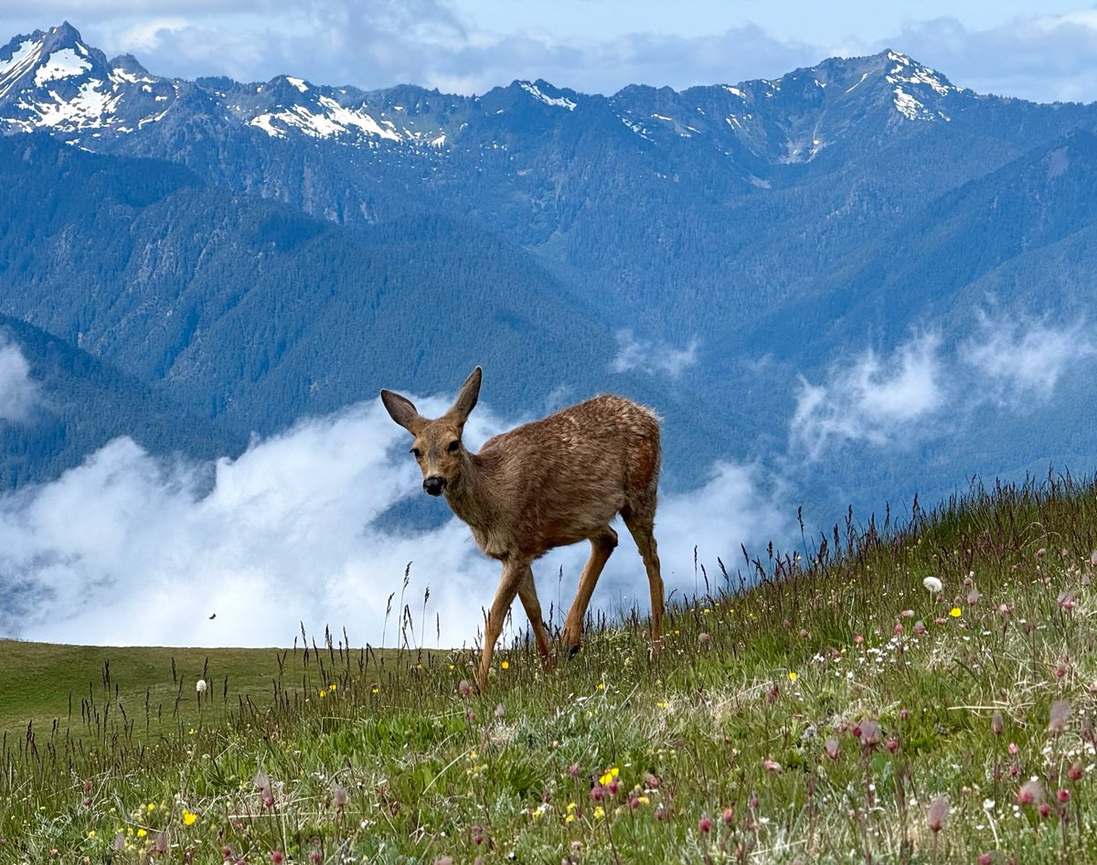 Dede Dankelson tweet media