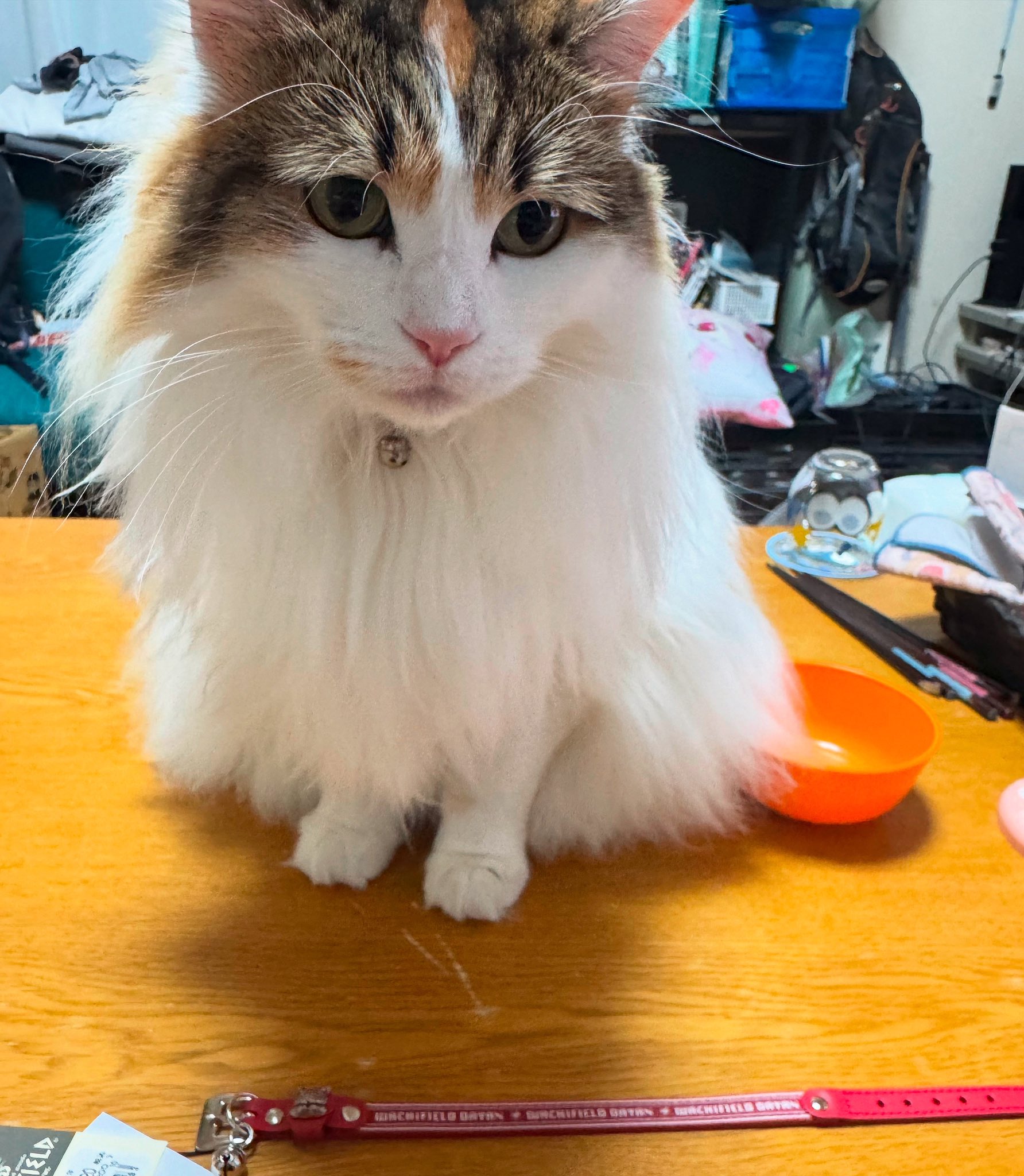 今日は #猫の日 🐾ฅ^ ̳• ·̫ • ̳^ฅ . . . #推してください #うち