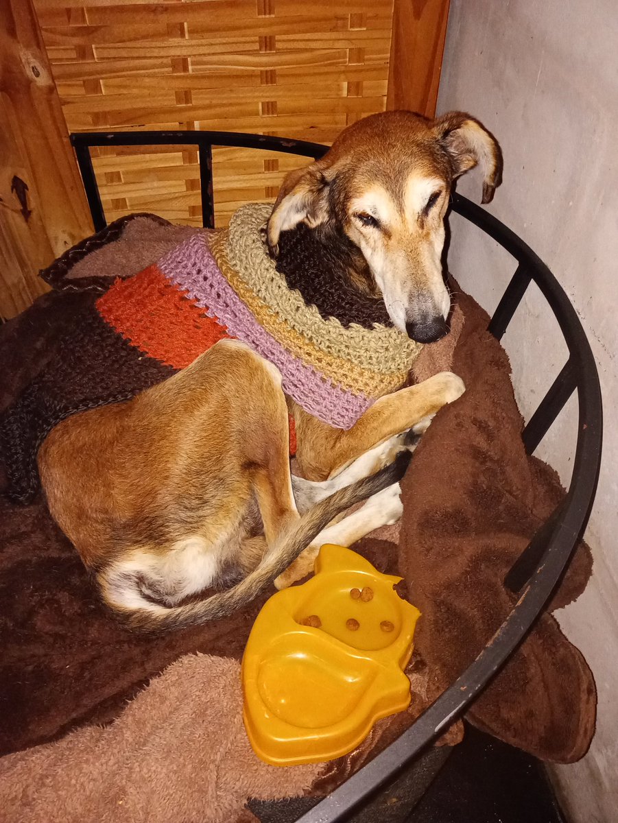 Actualizo de Manu tiene el alta pero va a seguir con las quimioterapia!
Está inestable todavía se orina encima tengo que esperar que todo lo que estamos haciendo haga efecto en el .
También está con tratamiento ambulatorio