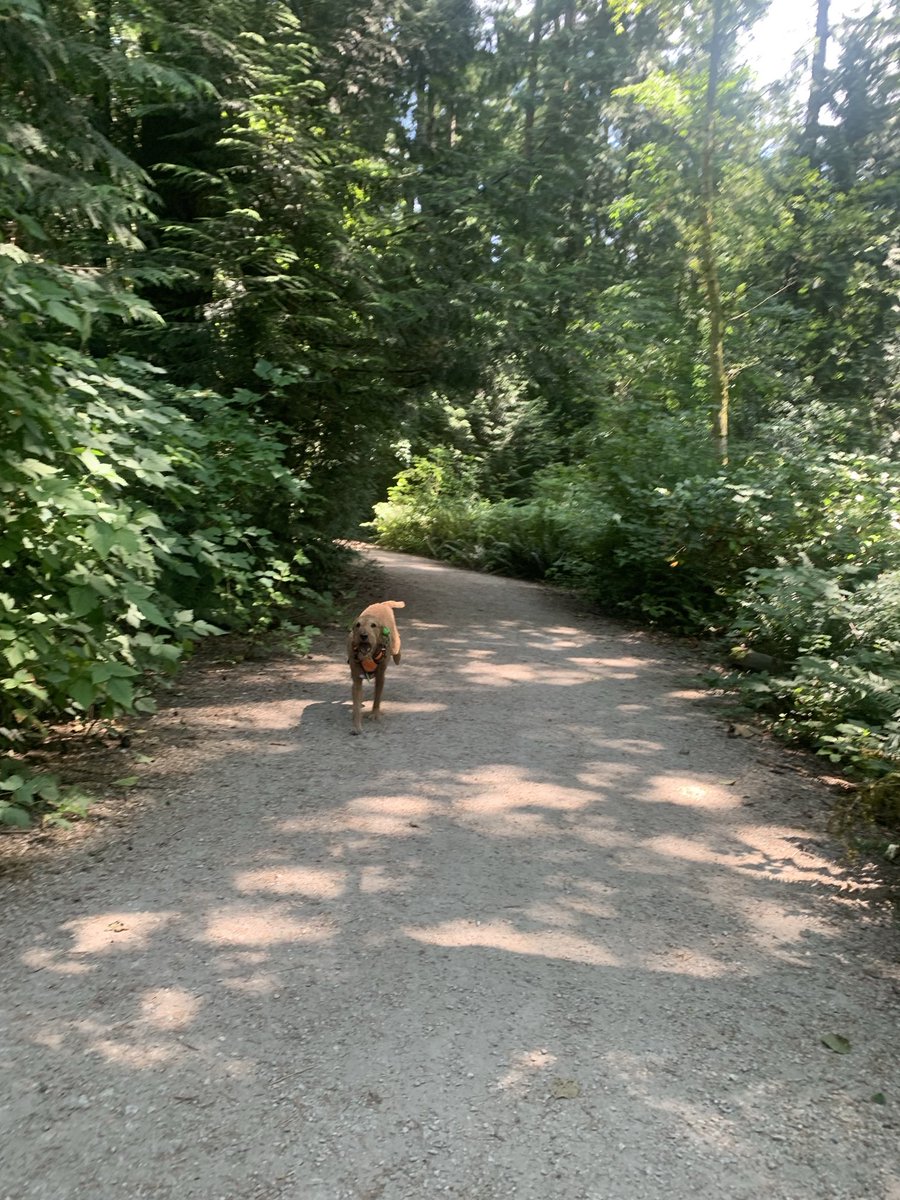 DublinIrishPup's tweet photo. Comin in hot nearly ran into Mum and knocked her over #whoopsy #flyingirish 😆🐕 https://t.co/FovwLTSKlE