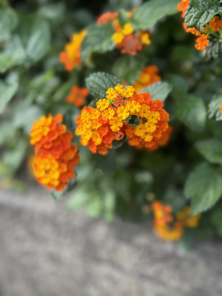 camera_0215's tweet photo. ☆花がある風景① https://t.co/5FoxI3nsD4