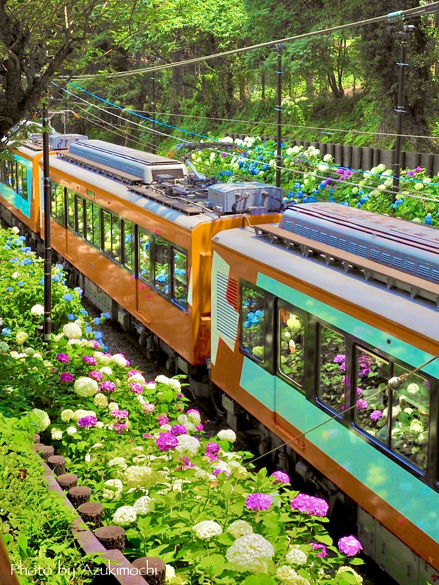 車窓に映り込む満開の紫陽花が素敵でした

箱根登山鉄道あじさい電車(昨日撮影)
