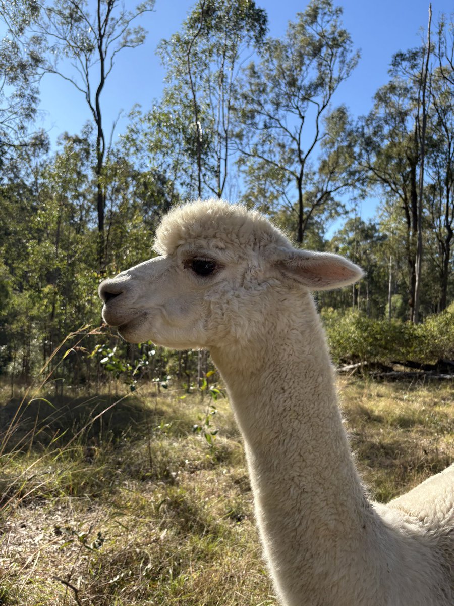 Boof has his fuzz on this morning.