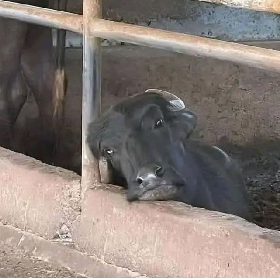 وانا كمان يـ جموسـة وربنا..!