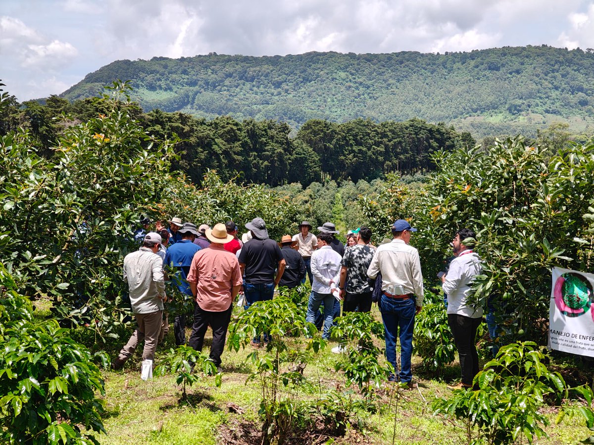 🥑 ¡Gracias por ser parte del V Congreso Nacional de Aguacate 2025! 🇬🇹

Concluimos oficialmente una edición más de este importante encuentro que reunió a productores, técnicos, exportadores, autoridades y aliados estratégicos para fortalecer la cadena de valor del aguacate en