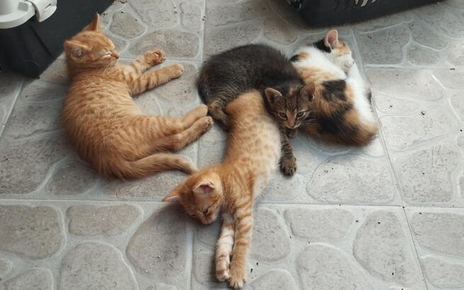 Wyrwane z piekła kocie dzieci i ich mama pilnie potrzebują pomocy,aby zacząć nowe, lepsze życie♥️Ich przyszłość wygląda dobrze,ale najpierw trzeba zapewnić im leczenie i odpowiednią opiekę,tak aby ten nowy etap życia zaczęły zdrowe i zadbane. Liczy się każdy grosik🫶👇🆘🐱