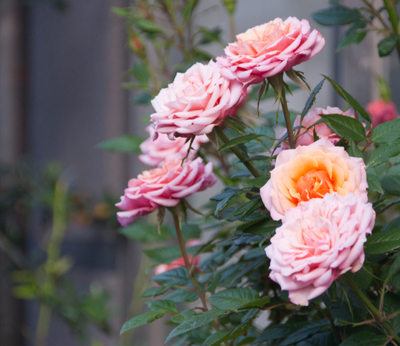 九十九屋さんた（さかなや） on X