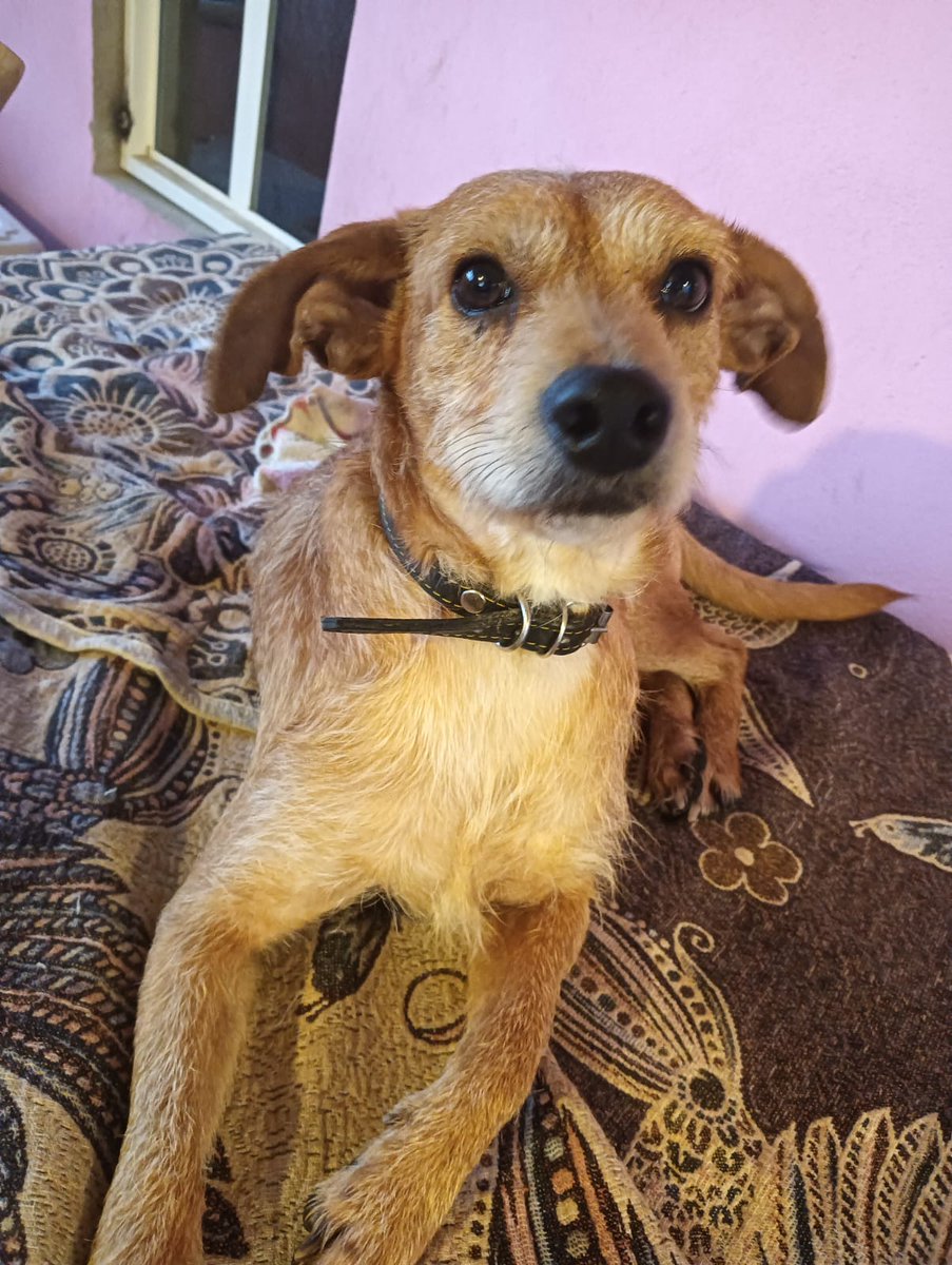 Lucky fue rescatado de maltrato 🥺 tenía mucho miedo, poco a poco ha recuperado la confianza 
Necesita una familia que le ayude a sanar su alma. 
Por favor ayúdalo compartiendo su publicación 
Si no puedes adoptarlo donale un poquito de alimento por favor 🙏🏻 
Wats 5548724347
