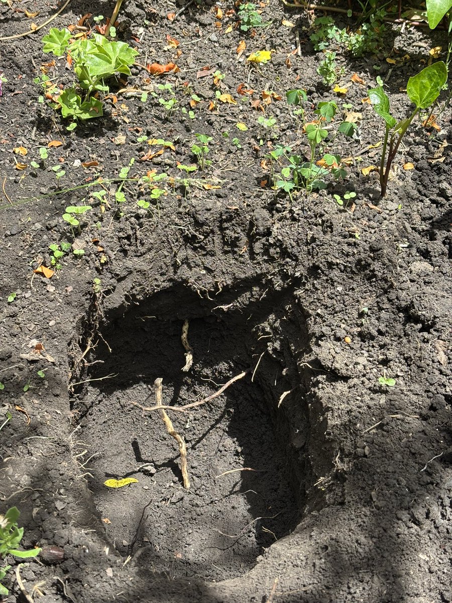 banishedunknown's tweet photo. Dug my first hole! Went to dig two more, though on the third one I was lazy and perhaps the flower might need a transfer at some point https://t.co/3vs3VTWJVq