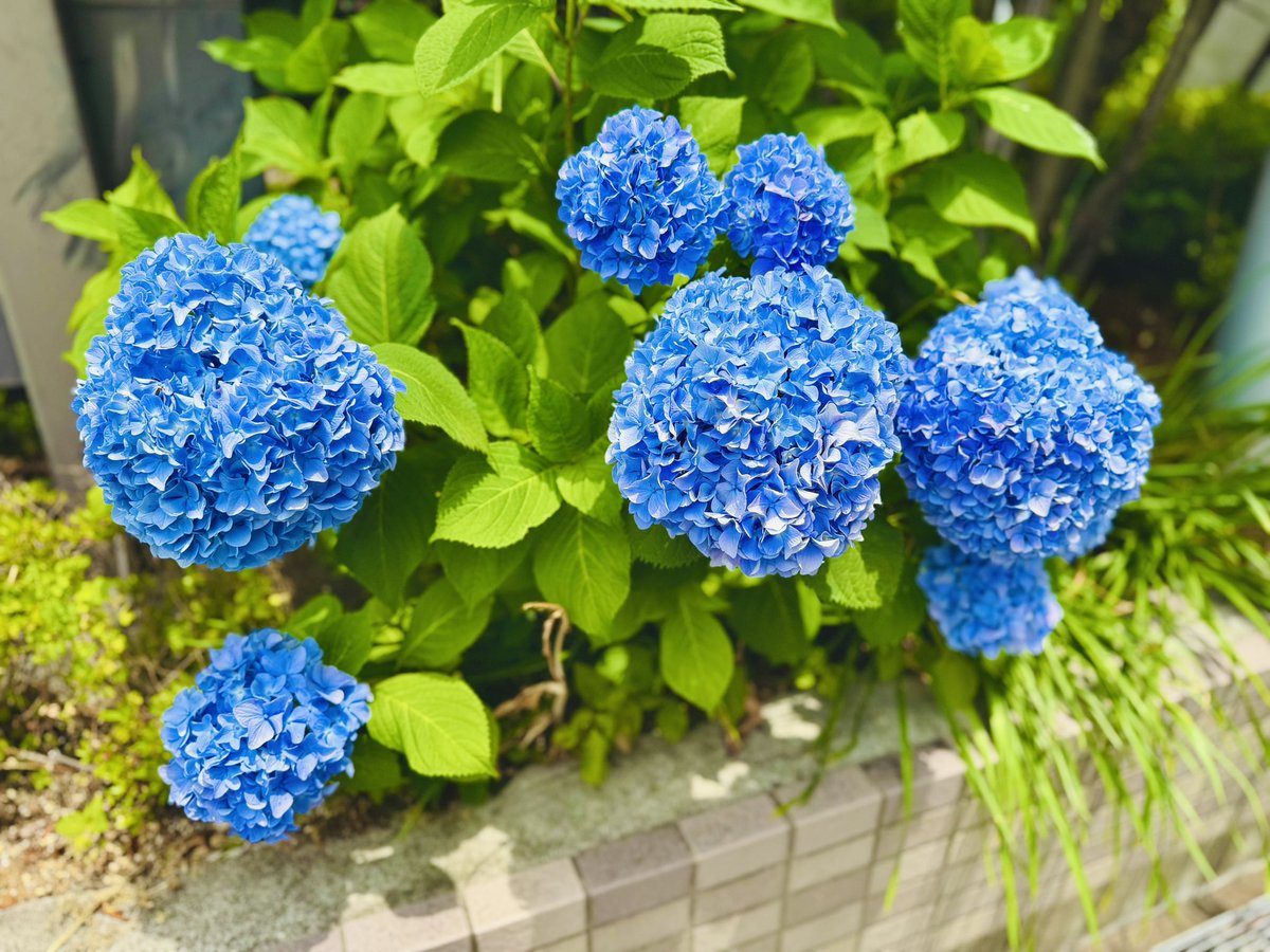 camera_0215's tweet photo. ☆花のある風景③ https://t.co/iuy5GtnXH4