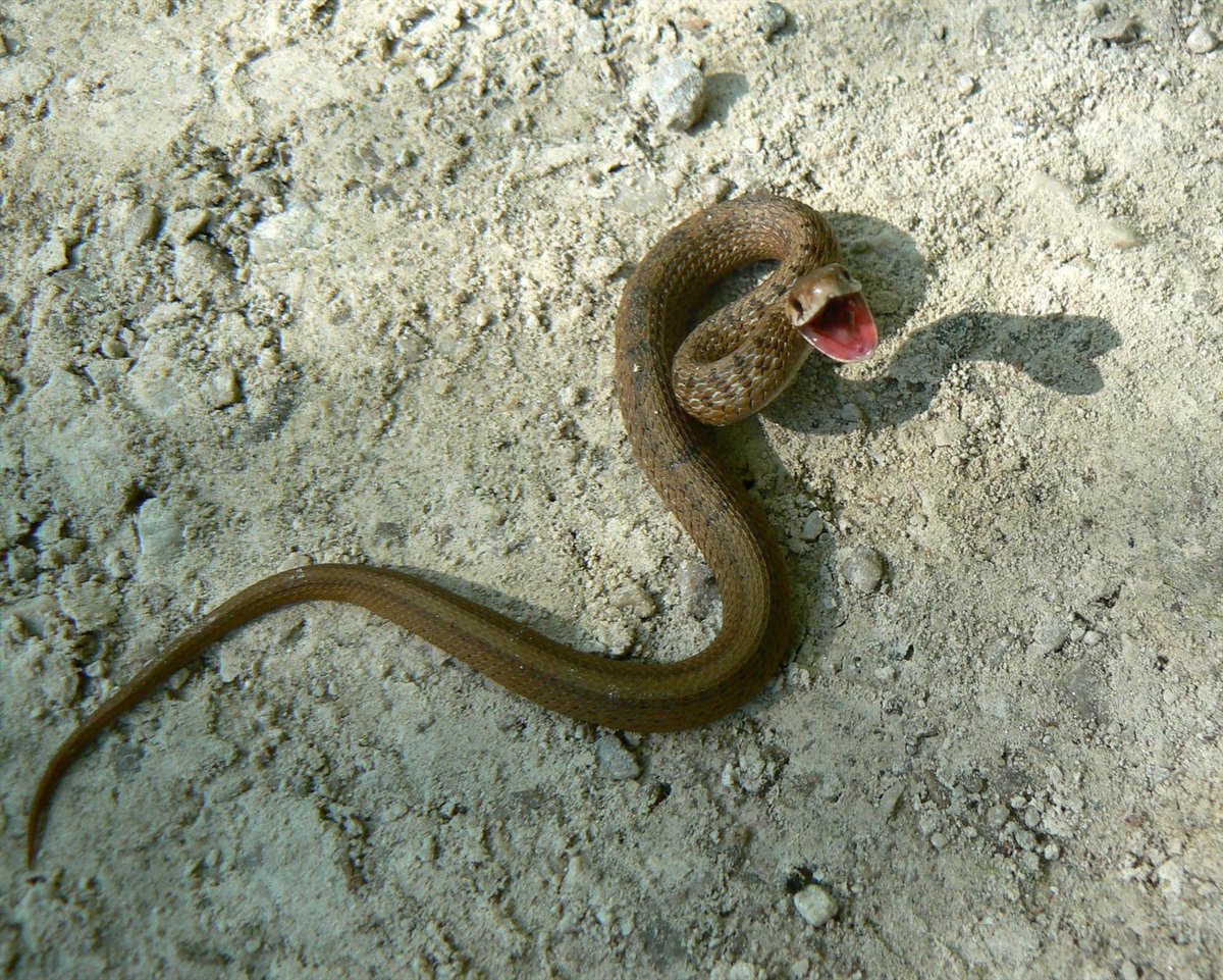 A new paper investigates how urbanization influences genetic connectivity in Dekay’s brown snakes across New Jersey, USA. 
Photo: Benny Mazur/Wikimedia