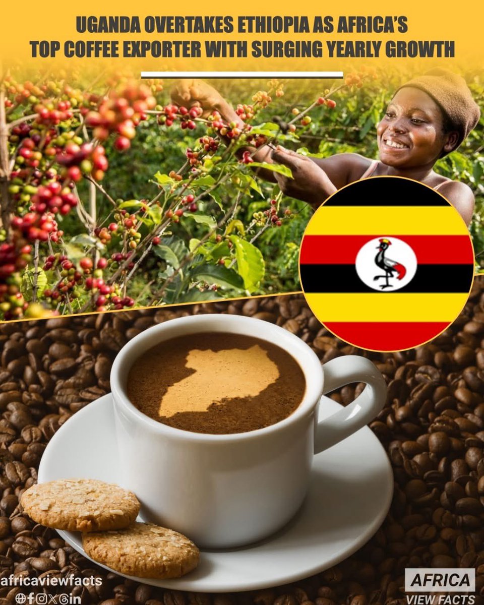 OWC_ug's tweet image. Uganda has officially become Africa’s top coffee exporter, surpassing Ethiopia with a record 47,606.7 tonnes exported in May 2025 alone; equivalent to 793,445 bags, a 43.6% increase from May 2024. Round of applause to @NaCORIUganda , @MAAIF_Uganda , @CoffeeUganda, Coffee earnings…