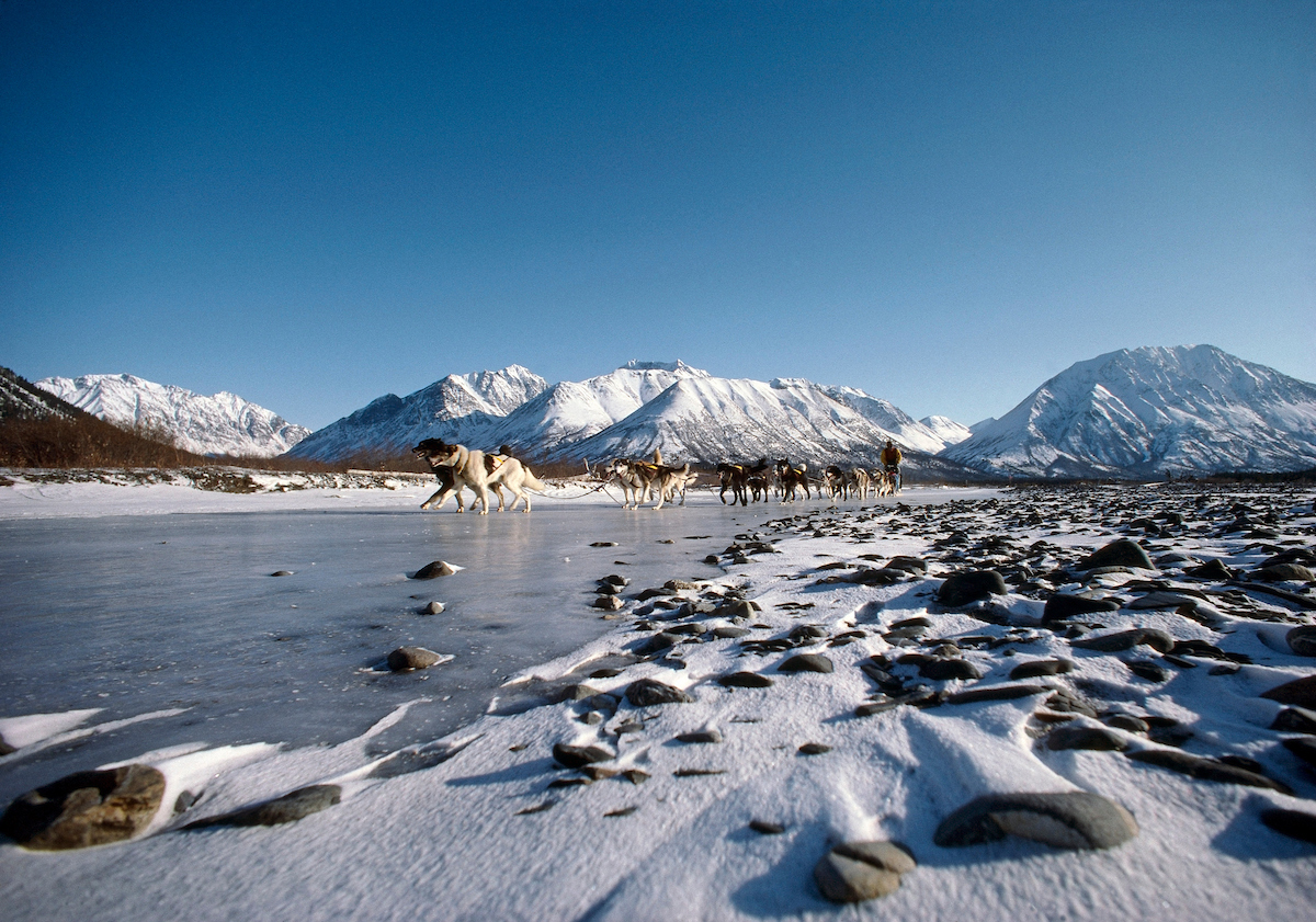 🐾 #Iditarod #ThrowbackThursday 🐾
Guy Blankenship and his team glide over the South Fork of the Kuskokwim River near Rohn in the 1986 Iditarod.   Blankenship crossed under the Burled Arch in 12th place that year, after 13d 7h 12m 29s.

📷 @iditarodjeff | schultzphoto.com