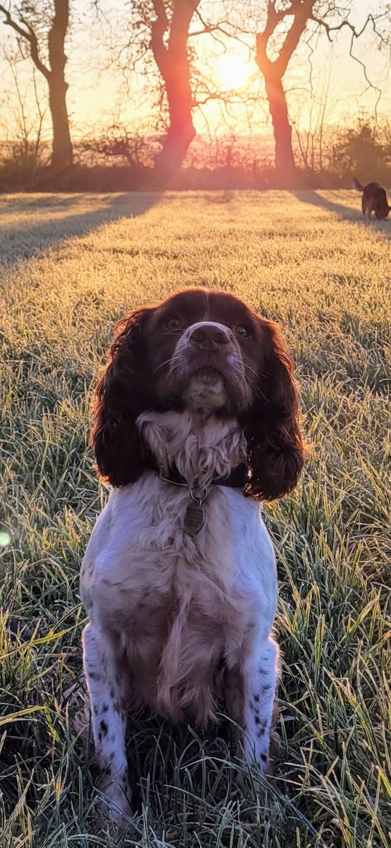 MerPolDogs's tweet image. After 6 years of dedicated service, PD Toby is hanging up his harness! 🐶💼
Toby has sniffed out countless stashes of drugs and cash during his time with @MerseyPolice — a true four-legged hero. Enjoy your well-earned retirement at home with your handler! #ThankYouToby 🎾