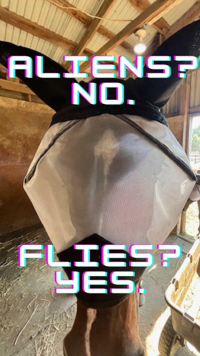 Keeping the flies at bay, our horses are sporting these stylish fly masks that allow the horses to see (like through a screen door), while comfortably enjoying their summer activities!