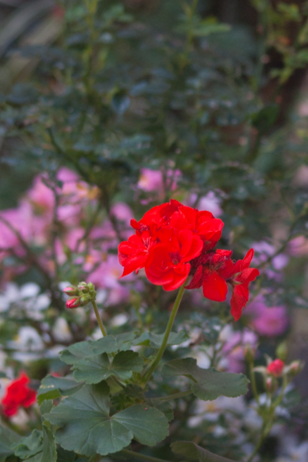 魚影　十九 九十九屋さんた（さかなや） on X