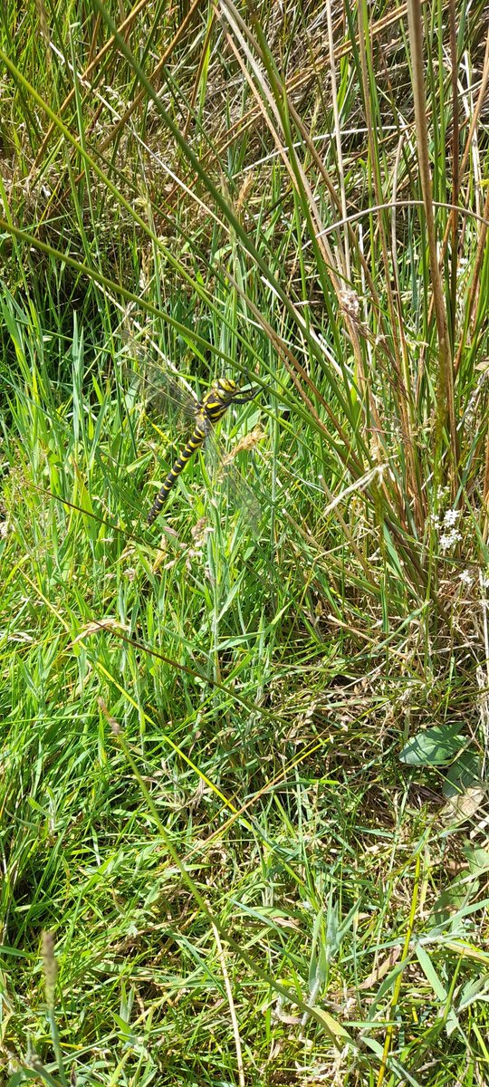 Richard Stockdale (@richardstockda5) on Twitter photo Any #dragonfly experts out there? Any #dragonfly experts out there?