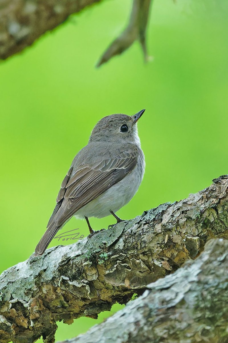 コサメちゃんの背中
