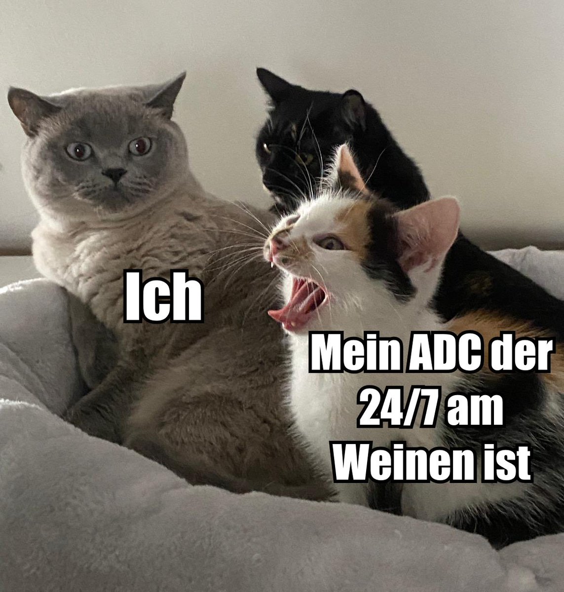 Geschichten aus der SoloQ (und ja das sind meine Katzen :3)