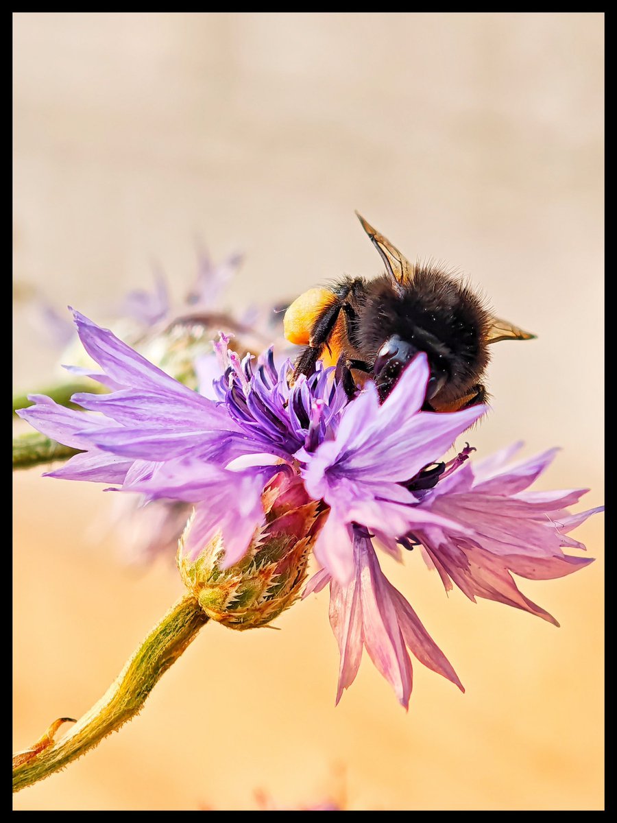 JowenBaxter's tweet image. Some pictures shot on the Xiaomi 15 Ultra 📸
#tech #technology #android #mobilephotography #photography
#photoediting #adobelightroom #XiaomiFans #techtwitter
@XiaomiUK @Xiaomi @XuFei_Xiaomi @Leica_UK @leica @leijun @Snapdragon @snapdragon_uk @Android @GoogleUK @Google