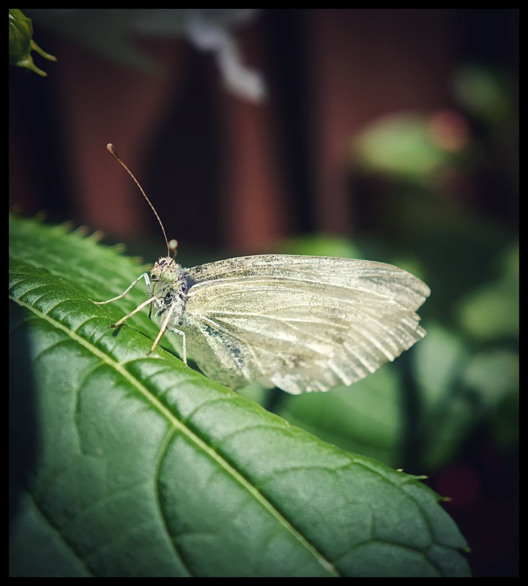 JowenBaxter's tweet image. Some pictures shot on the Xiaomi 15 Ultra 📸
#tech #technology #android #mobilephotography #photography
#photoediting #adobelightroom #XiaomiFans #techtwitter
@XiaomiUK @Xiaomi @XuFei_Xiaomi @Leica_UK @leica @leijun @Snapdragon @snapdragon_uk @Android @GoogleUK @Google