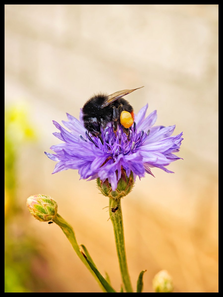JowenBaxter's tweet image. Some pictures shot on the Xiaomi 15 Ultra 📸
#tech #technology #android #mobilephotography #photography
#photoediting #adobelightroom #XiaomiFans #techtwitter
@XiaomiUK @Xiaomi @XuFei_Xiaomi @Leica_UK @leica @leijun @Snapdragon @snapdragon_uk @Android @GoogleUK @Google
