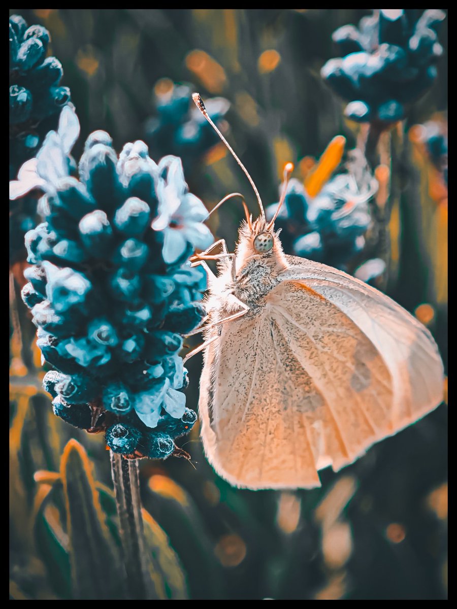JowenBaxter's tweet image. Some pictures shot on the Xiaomi 15 Ultra 📸
#tech #technology #android #mobilephotography #photography
#photoediting #adobelightroom #XiaomiFans #techtwitter
@XiaomiUK @Xiaomi @XuFei_Xiaomi @Leica_UK @leica @leijun @Snapdragon @snapdragon_uk @Android @GoogleUK @Google