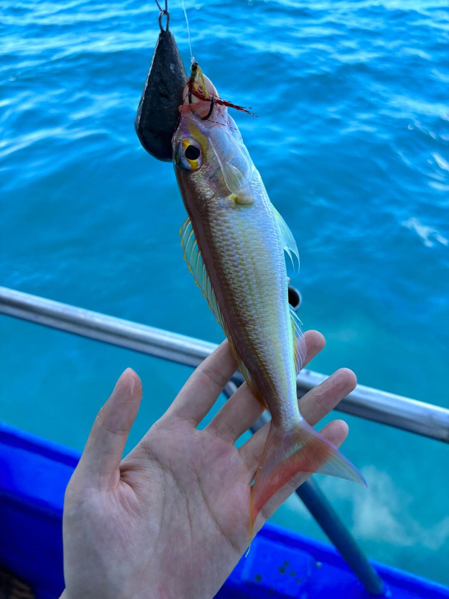 halay100's tweet image. The charm of fishing is that you never know what you will catch in the next second. Is it a surprise? Or a challenge? Only by experiencing it yourself can you understand the feeling of accelerated heartbeat.