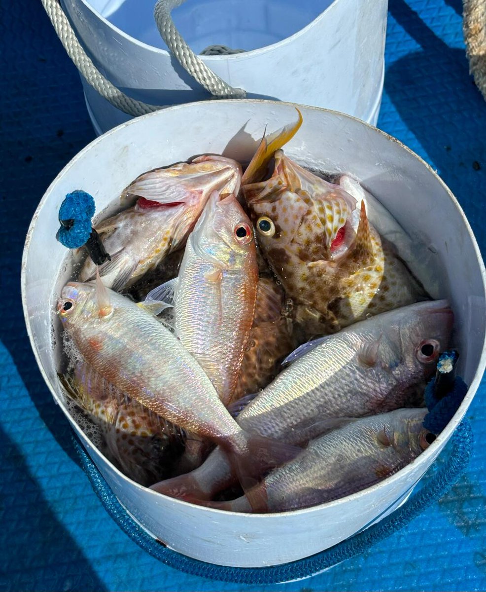 halay100's tweet image. The charm of fishing is that you never know what you will catch in the next second. Is it a surprise? Or a challenge? Only by experiencing it yourself can you understand the feeling of accelerated heartbeat.