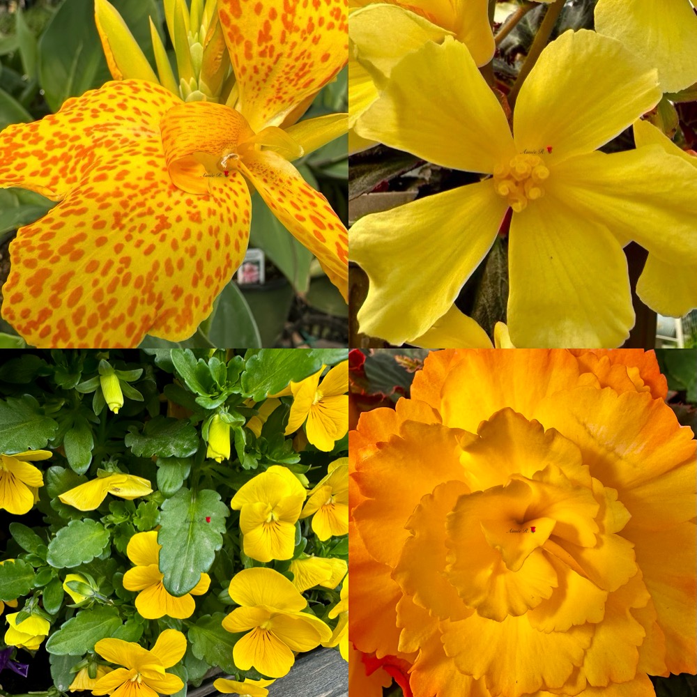 Happy Sunday 💛💛💛🥰My 📸 #SundayYellow
Yellow flowers generally symbolize friendship, joy, happiness, and new beginnings. They are a bright and cheerful way to convey positive emotions and are often associated with warmth &amp; optimism.
“Yellow flowers: nature's way of saying