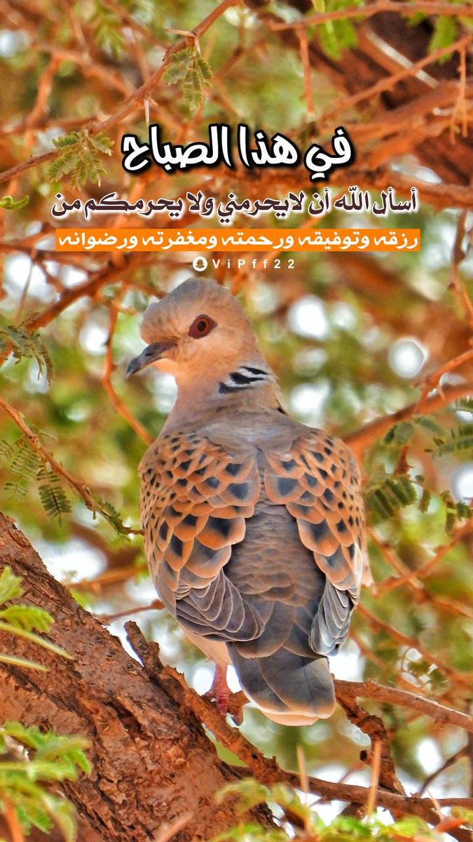 في هذا الصباح
أسأل اللّه أن لا يحرمني ولا يحرمكم من
رزقه وتوفيقه ورحمته ومغفرته ورضوانه
#صباح_الخير